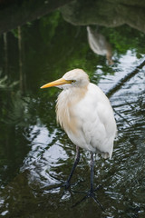 Cattle Egret or Bubulcus ibis stands in the green waters of the pond
