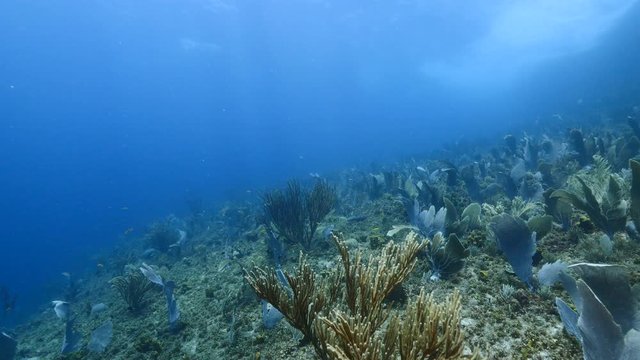 Seascape of coral reef in Caribbean Sea / Curacao with Gorgonian Coral and sponge