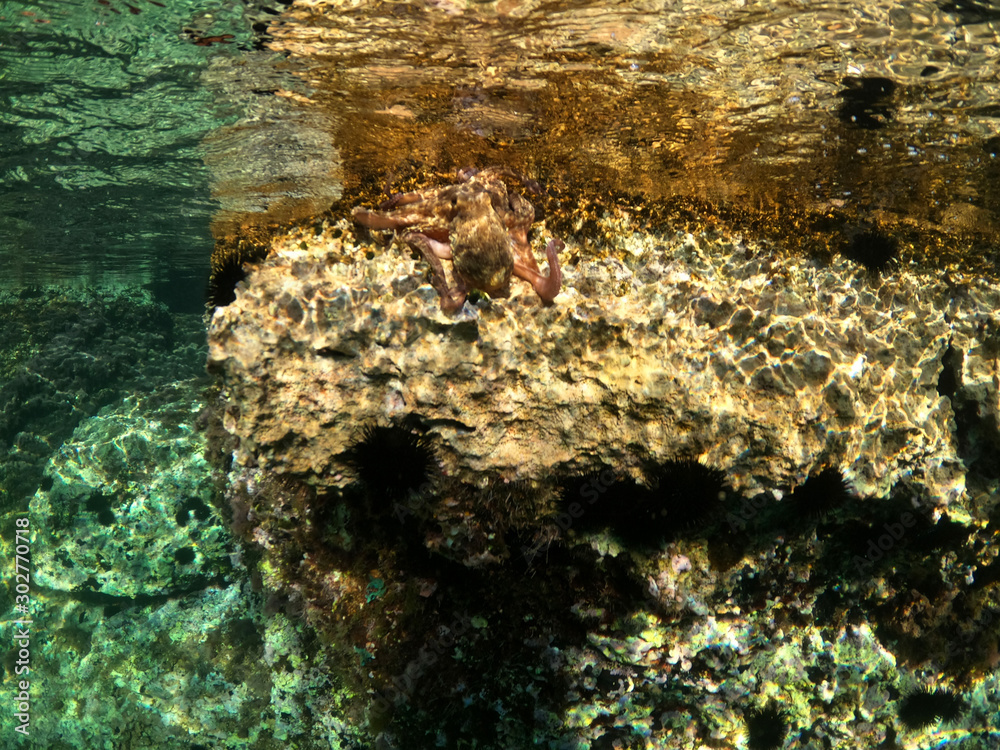 Wall mural Underwater split photo of octopus swimming in tropical exotic rocky seascape with emerald clear sea