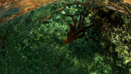 Underwater split photo of octopus swimming in tropical exotic rocky seascape with emerald clear sea