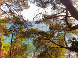 Sea view through pine branches in Croatia