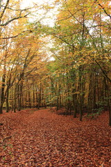 Wanderung im herbstlichen Wald