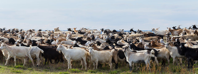 Fototapeta na wymiar A herd of goats and sheep. Animals graze in the meadow. Pastures of Europe.