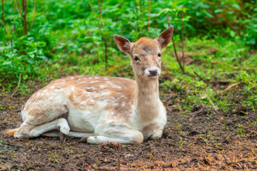 Deer in the wild. Spotted Doe.