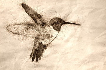 Sketch of a Black-Chinned Hummingbird Searching for Nectar in the Green Garden