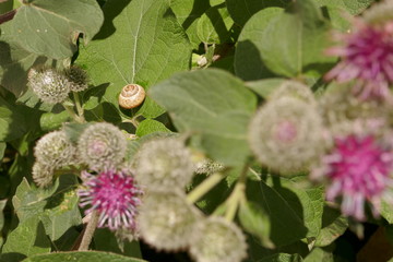 Schnecke auf Pflanze