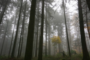 Wald im Herbst