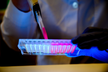 Researcher holding Multi channel pipette withdrawing pink color solution from 96 well plate for...