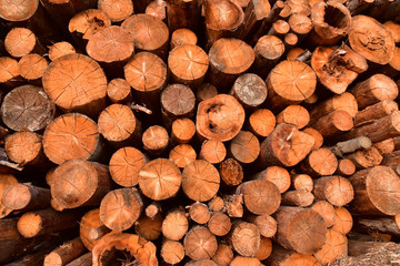Bark wood logs stackece wooden tree pattern