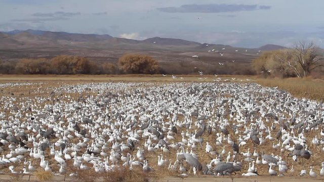 A large group of migrating Snow Geese and Sandhill Cranes feeding in a field.