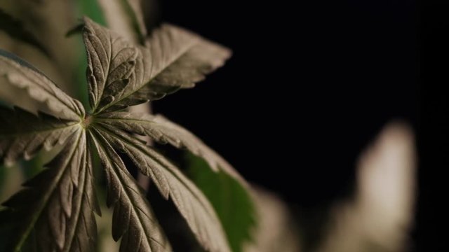 cannabis leaf vegetative growth trembling in the wind.. macro. dark background.