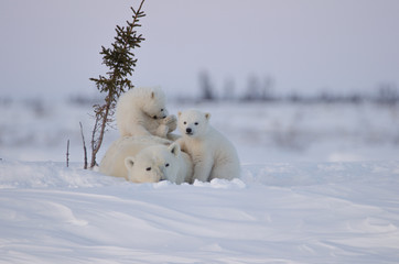Polar Bear Family in Wapusk National Park © winterdog