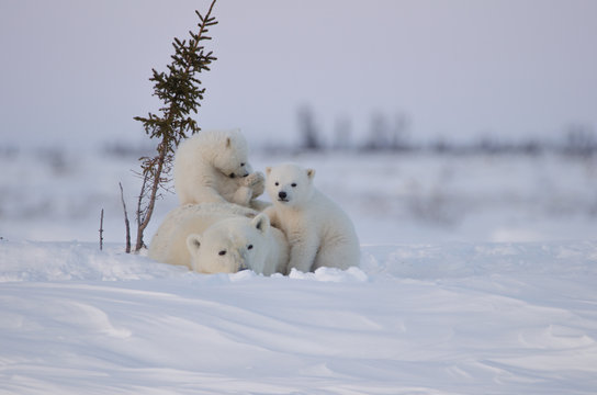 Polar Bear Family In Wapusk National Park