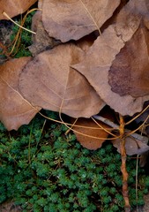 Composition of autumn leaves on a background of green grass 