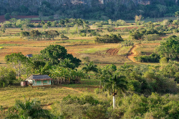 The Vinales valley in Cuba is a major tobacco growing area