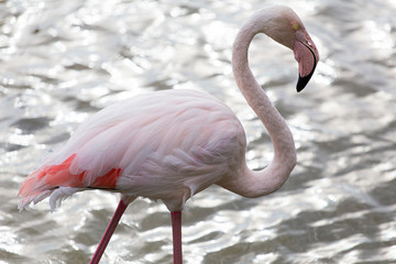 Pink Great flamingo bird side portrait on a lake in La Camargue Wetlands, France