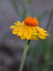 yellow flower on green background