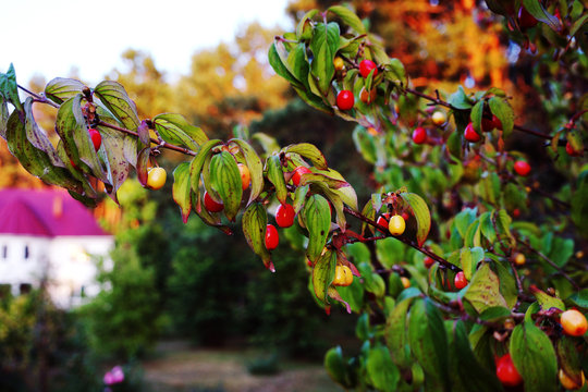 Cornus mas (dogwood, cornelian cherry, cornel berry) branch  with red and yellow fruits at sunset, on the territory of a recreation in pine forest. Cornel berries are hanging on branch of cornelia