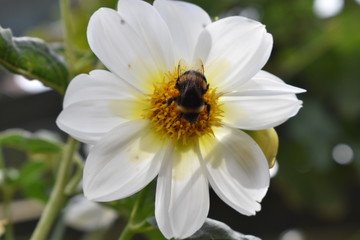 Obraz premium Honeybee collecting nectar