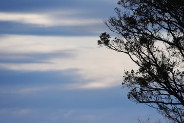 Fototapeta premium Scenery of nature park in late autumn / Background silhouette