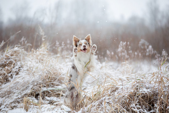 dog in the snow on nature. Marble Border Collie in the winter in the park
