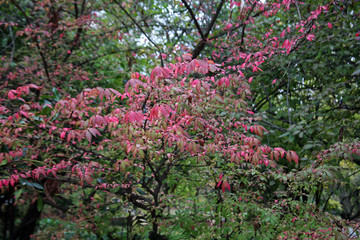 Obraz premium First fancy icy greetings of a real winter in Croatian countryside near Zagreb,Croatia, Europe