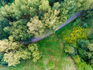 above trees and road