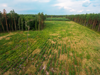 Fototapeta na wymiar forest aerial