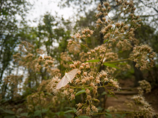 tree in spring and white butterfly
