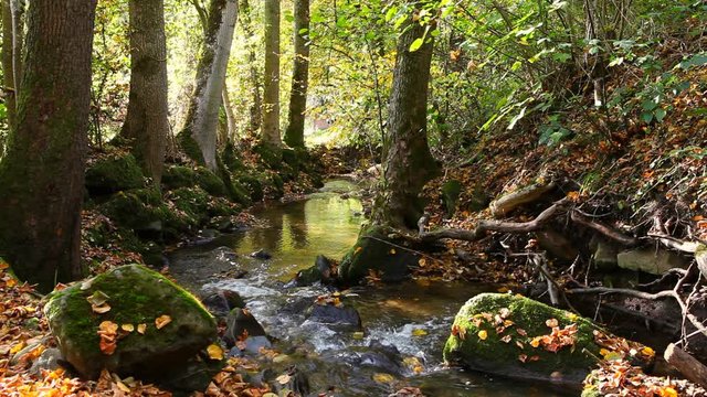 serene stream river in autumn forest in schw&auml;bischer wald germany