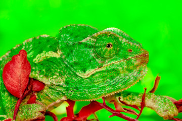Macro shots, Beautiful nature scene green chameleon 