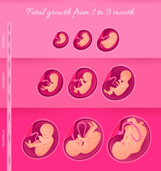 Embryo Development Infographics. Pregnancy, fetal foetus development. 
