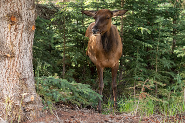Fototapeta na wymiar Small elk taking shelter in trees 