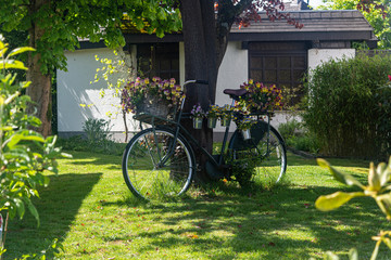 Fototapeta premium old bicycle decorated with vases of flowers, green lawn, trees
