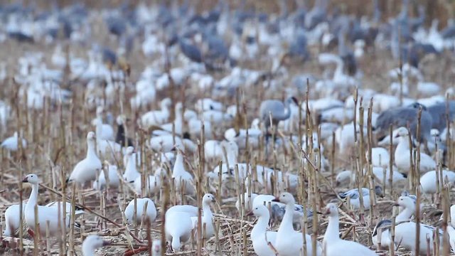 Closeup of a winter field full migrating Snow Geese that have stopped to feed.