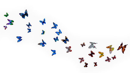 a pack of beautiful paper butterflies on a white background. illusion of butterfly flight, flight of a flock of butterflies isolated on a white background.