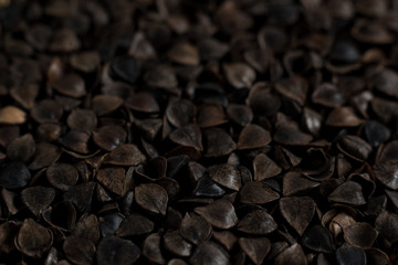 Background from buckwheat malt. Сereals for the production of alcoholic beverages and animal feed. Close-up groats. Macro texture of malt