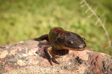 Front of Tiger Salamander Perched on a Stone