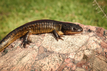 Side View of Tiger Salamander Perched on a Stone
