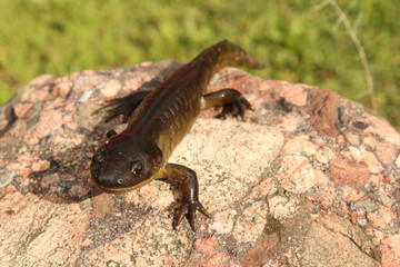 Overhead View of Tiger Salamander Perched on a Stone