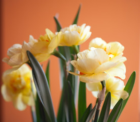Close-up of  spring yellow daffodil flower on light background