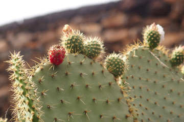  original prickly prickly pear cactus growing in natural habitat in close-up