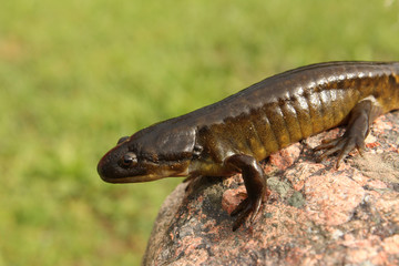 Tiger Salamander Crawling Down From Perch on a Stone