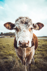 Cow in a field