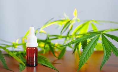Concept of herbal alternative medicine, CBD oil. Glass bottles with hemp oil among hemp leaves,...