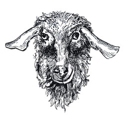 Goat drawing. The pet is drawn in ink. Symbol image.