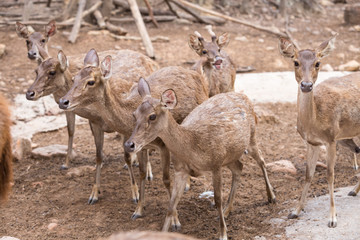 Naklejka na ściany i meble Deer in a public zoo, Khon Kaen province, Thailand