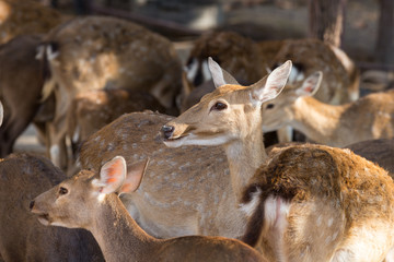 Sika or sportted deer in a public forest 