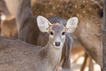 Sika or sportted deer in a public forest looking for foods
