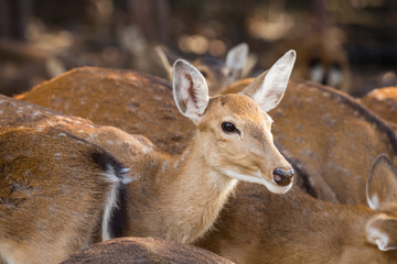 Sika or sportted deer in a public forest